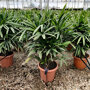 Bamboepalm (Rhapis excelsa)